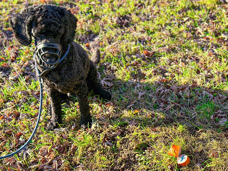 Difetto avvelenato per i cani nei prati