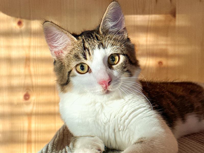 Gatti da interno in Svizzera